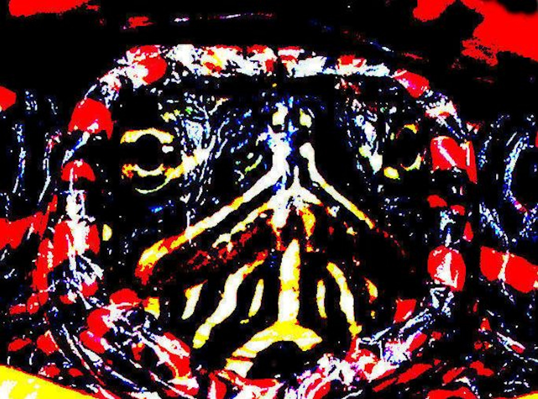 Abstract Painted Turtle head
