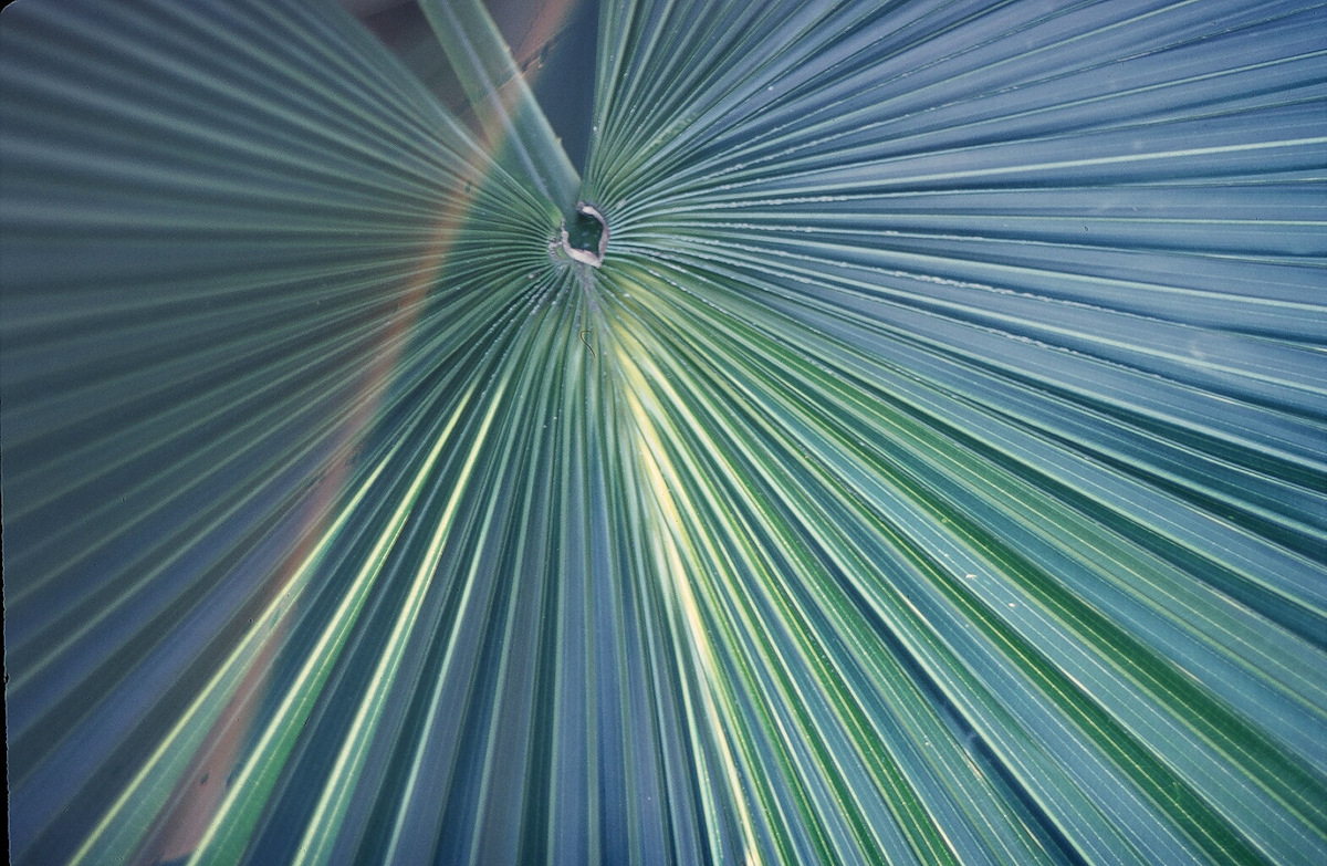 Abstract Palm leaf, Fairchild Gardens FL-1972