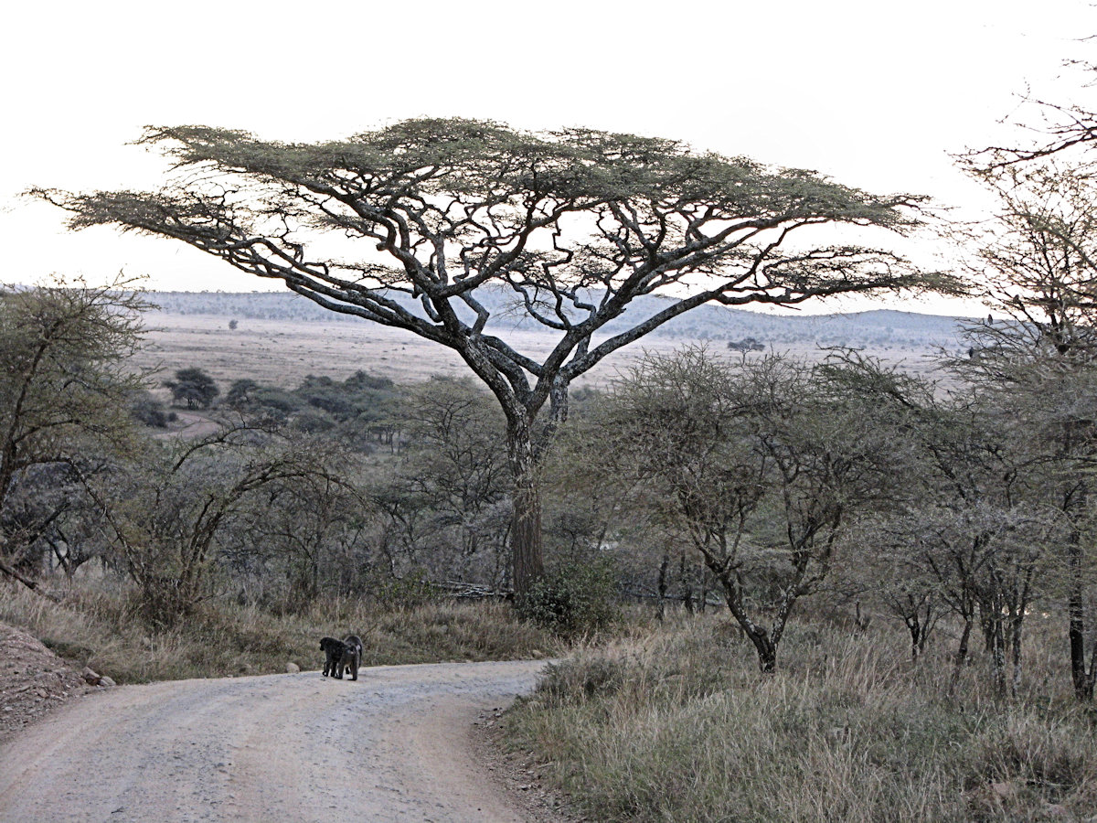 Acacia tree with baboons
