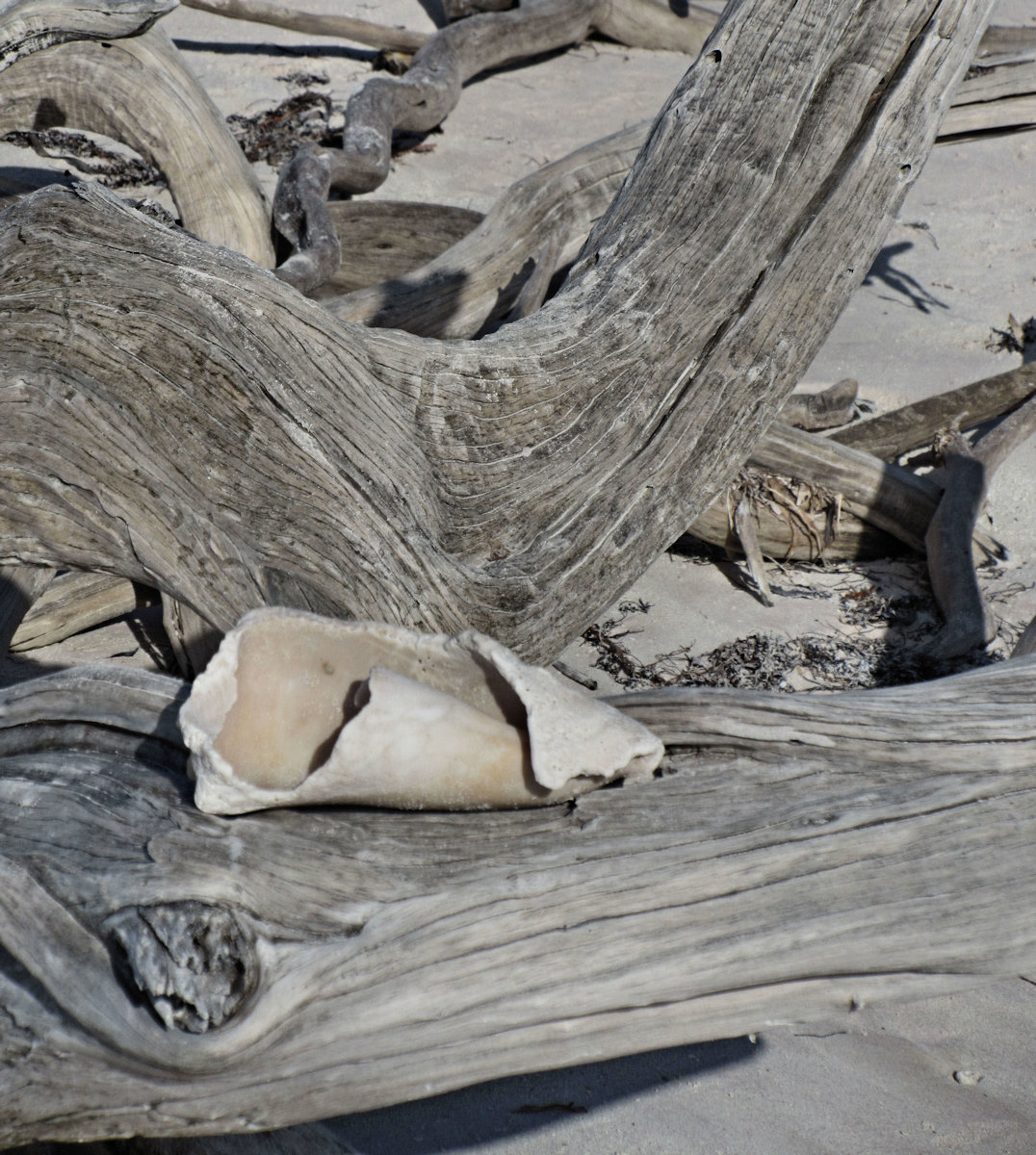 Broken Shell on driftwood - Cuba