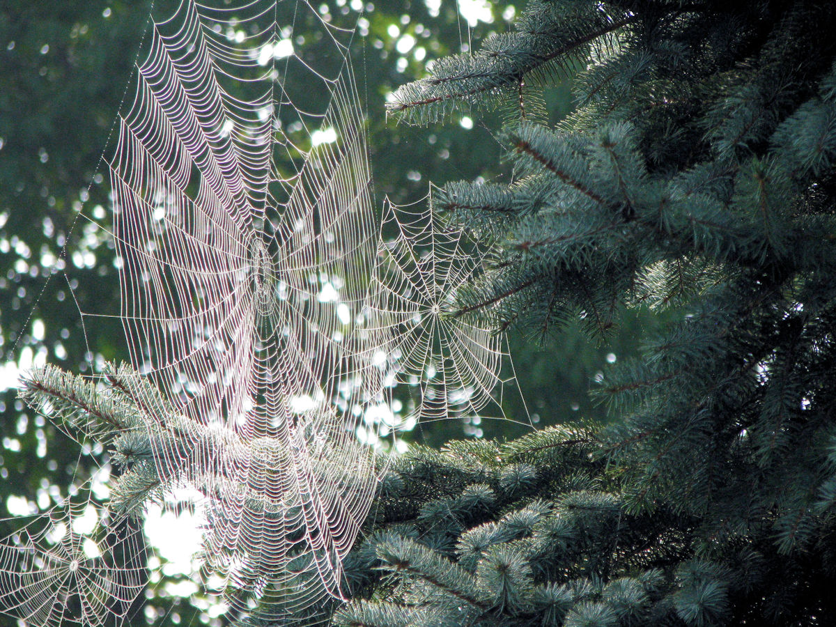 Spider Webs