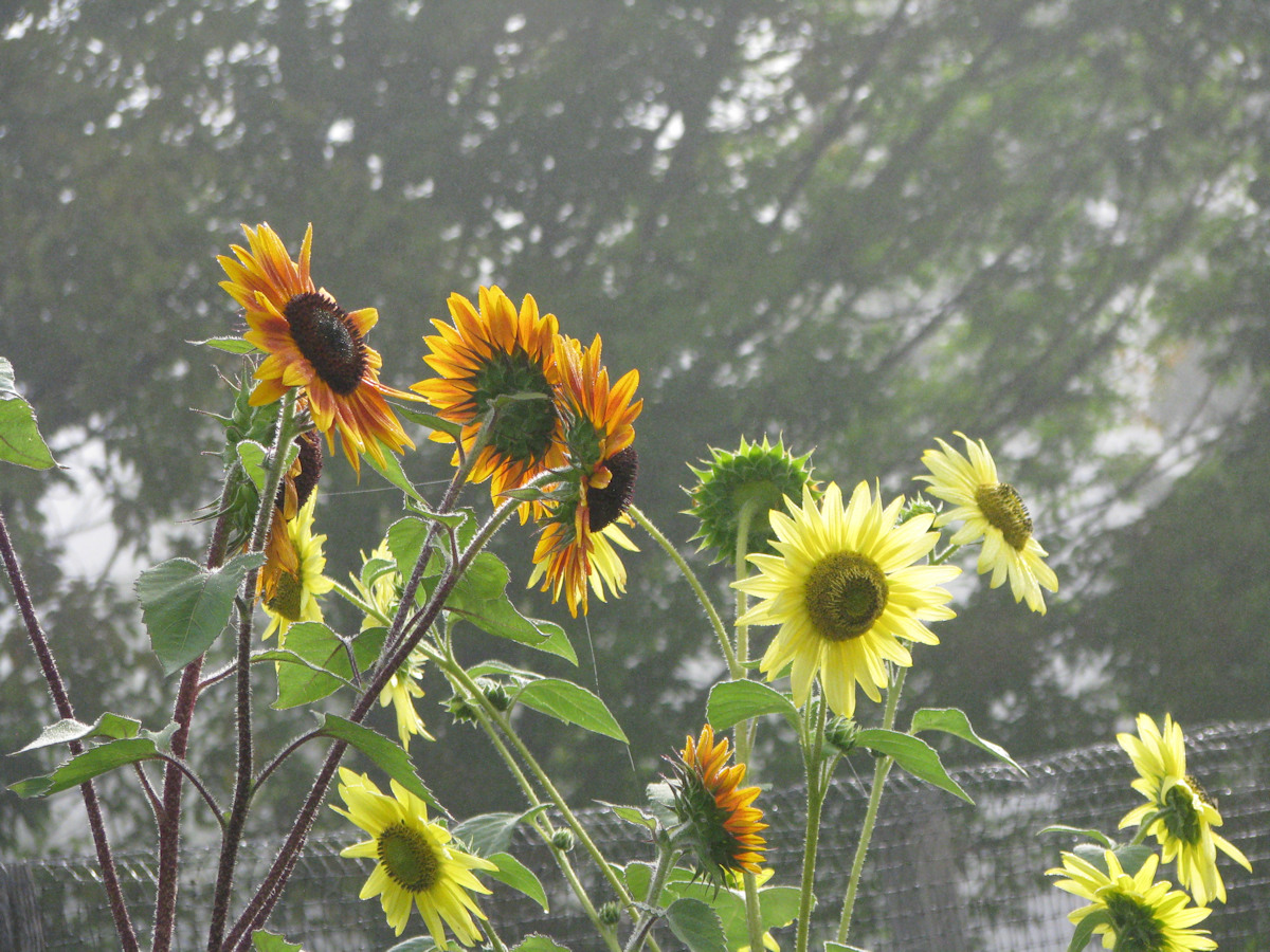 Sunflowers with misty background #1