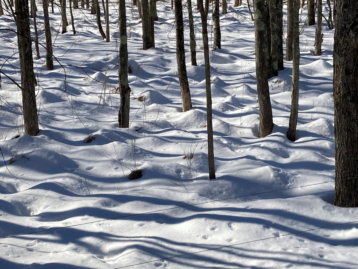 Trees, snow & shadows
