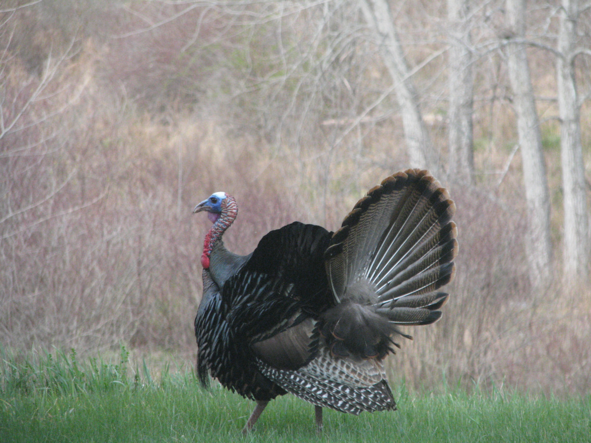Turkey male courting display